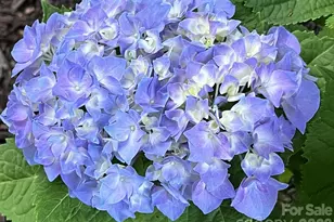 6421 Skyline Dr, Charlotte, NC 28269 - Photo 41