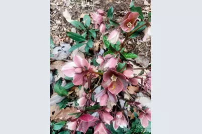 1600 Black Oak Drive, Sapphire, NC 28774 - Photo 31