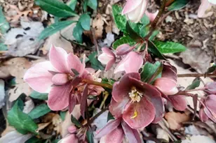 1600 Black Oak Dr, Sapphire, NC 28774 - Photo 31