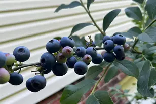 821 Bell Farm Rd, Statesville, NC 28625 - Photo 35