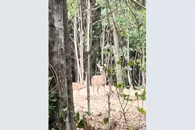 2715 Moose Lodge Street, Valdese, NC 28690 - Photo 11