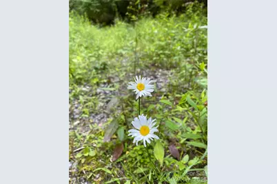 119 Wildflower Cove Drive, Swannanoa, NC 28778 - Photo 9