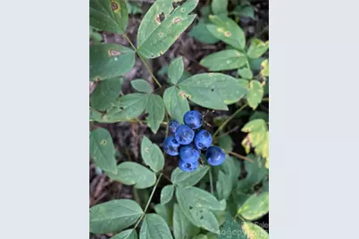 119 Wildflower Cove Drive, Swannanoa, NC 28778 - Photo 5