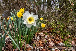 254 Wildwood Terrace, Marion, NC 28752 - Photo 33