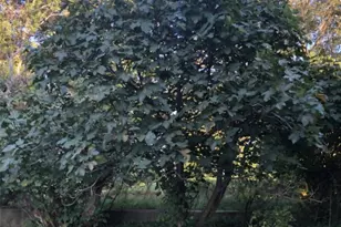 1237 New Crest Ln, Shelby, NC 28150 - Photo 41