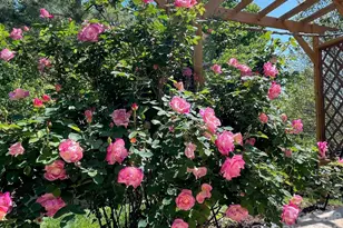 709 Ivy Trail Way, Fort Mill, SC 29715 - Photo 37