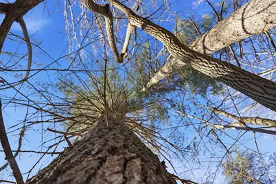 0 Three Forks Church Road, Taylorsville, NC 28681 - Photo 15