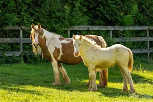 150 Rabbit Moffitt Rd, Rutherfordton, NC 28139 - Photo 39