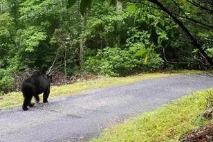 7039 Joe Bowman Ave, Newland, NC 28657 - Photo 35