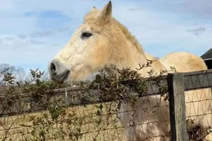 119 Abersham Dr, Mooresville, NC 28115 - Photo 41