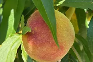 405 Mistletoe Trail, Hendersonville, NC 28791 - Photo 47