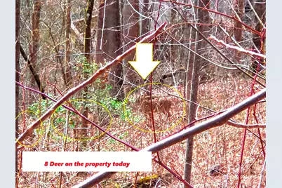 900 Fern Trail #31, Waynesville, NC 28786 - Photo 5