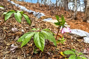 88 Windy Hill Dr, Old Fort, NC 28762 - Photo 45