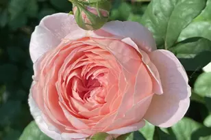 8911 Bur Ln, Huntersville, NC 28078 - Photo 41