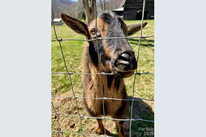 99999 North Fork Road, Barnardsville, NC 28709 - Photo 3