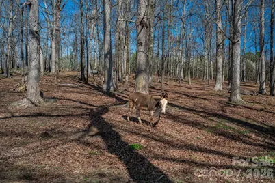 221 Lee Black Road, Cherryville, NC 28021 - Photo 45