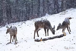 1594 High Vly Wy, Lenoir, NC 28645 - Photo 37