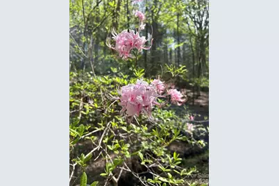 203 Burnt Chimney Lane, Rutherfordton, NC 28139 - Photo 39