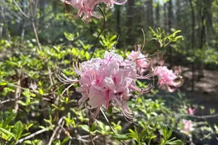 203 Burnt Chimney Ln, Rutherfordton, NC 28139 - Photo 39