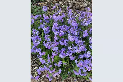 109 Paradise Circle, Clyde, NC 28721 - Photo 39