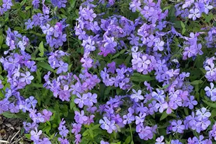 109 Paradise Cir, Clyde, NC 28721 - Photo 39