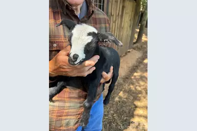 1301 Double Springs Church Road, Shelby, NC 28150 - Photo 27