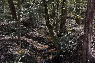 1685 Old Caroleen Rd, Forest City, NC 28043 - Photo 33