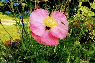 429 Biodome Dr, Waynesville, NC 28785 - Photo 37