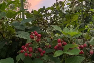 65 Owenby Rd, Candler, NC 28715 - Photo 9