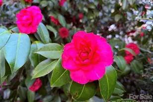 510 SE Stonecroft Ct SE, Lenoir, NC 28645 - Photo 3