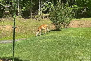 542 Allen Mountain Ln, Spruce Pine, NC 28777 - Photo 45