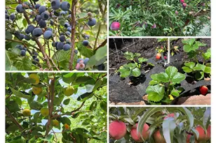 10840 Cove Point Drive, Charlotte, NC 28278 - Photo 37