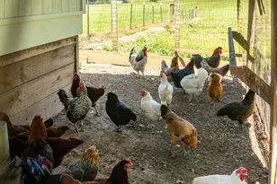 16 School House Rd, Mills River, NC 28759 - Photo 45