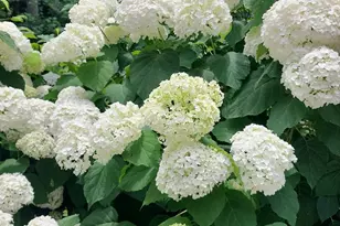 3327 Greenville Hwy, Flat Rock, NC 28731 - Photo 33