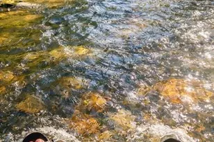 42 Rivercove Ln, Saluda, NC 28773 - Photo 19