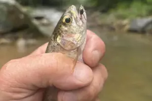 42 Rivercove Ln, Saluda, NC 28773 - Photo 25