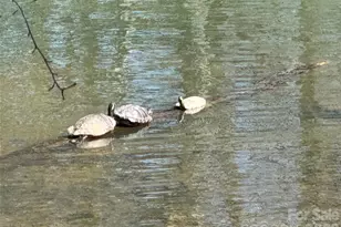 921 Northeast Dr, Davidson, NC 28036 - Photo 31