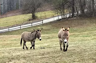 616 Appaloosa Trail, Waynesville, NC 28785 - Photo 41
