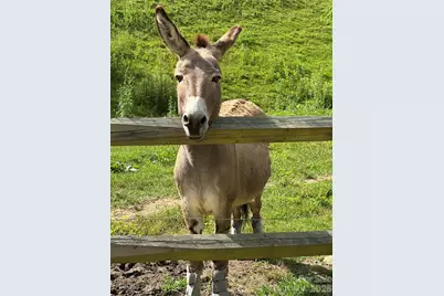 616 Appaloosa Trail, Waynesville, NC 28785 - Photo 39