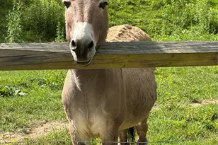 616 Appaloosa Trail, Waynesville, NC 28785 - Photo 39
