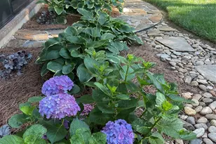 4231 Piaffe Ave, Mint Hill, NC 28227 - Photo 5