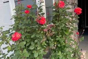 140 Picasso Trl, Mount Holly, NC 28120 - Photo 29