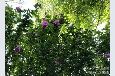 203 Pine Street, Candler, NC 28715 - Photo 41