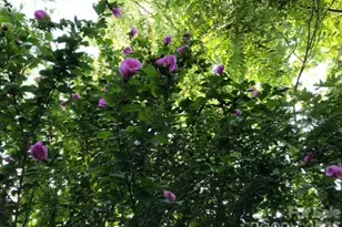 203 Pine St, Candler, NC 28715 - Photo 41