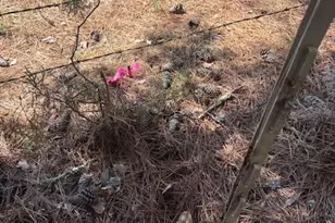 7340 Paul Linker Pl, Concord, NC 28025 - Photo 5