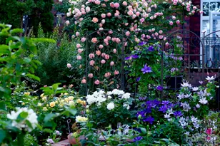 433 Gregan Ct, Matthews, NC 28104 - Photo 5