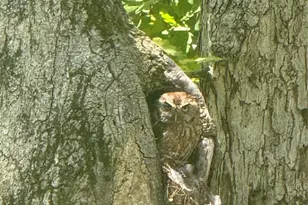 46 Carden Dr, Weaverville, NC 28787 - Photo 45