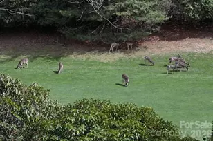 222 Sedi Ln, Brevard, NC 28712 - Photo 19