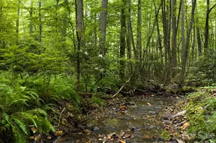 511 Emerald Mine Rd, Spruce Pine, NC 28777 - Photo 23