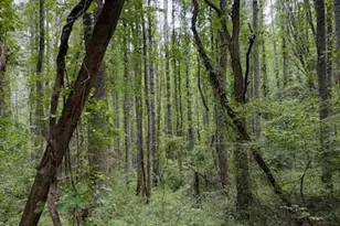 132 Hurd Rd, Canton, NC 28716 - Photo 23